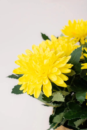 Carraig Donn Dahlia Flower Pot