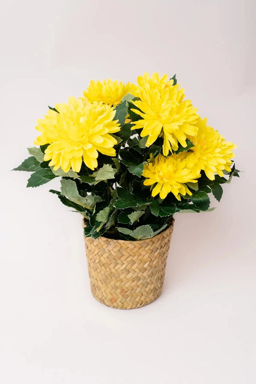 Dahlia Flower Pot
