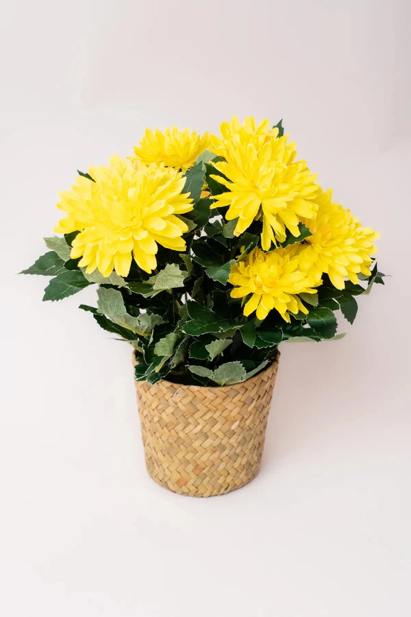 Carraig Donn Dahlia Flower Pot