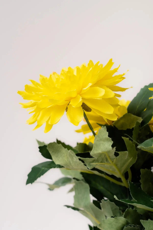 Carraig Donn Dahlia Flower Pot