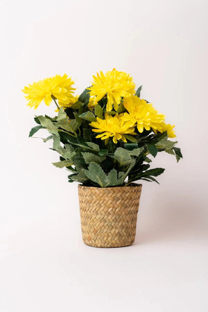 Carraig Donn Dahlia Flower Pot