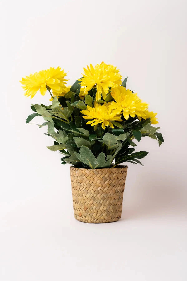 Carraig Donn Dahlia Flower Pot