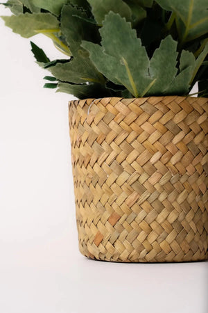 Carraig Donn Dahlia Flower Pot