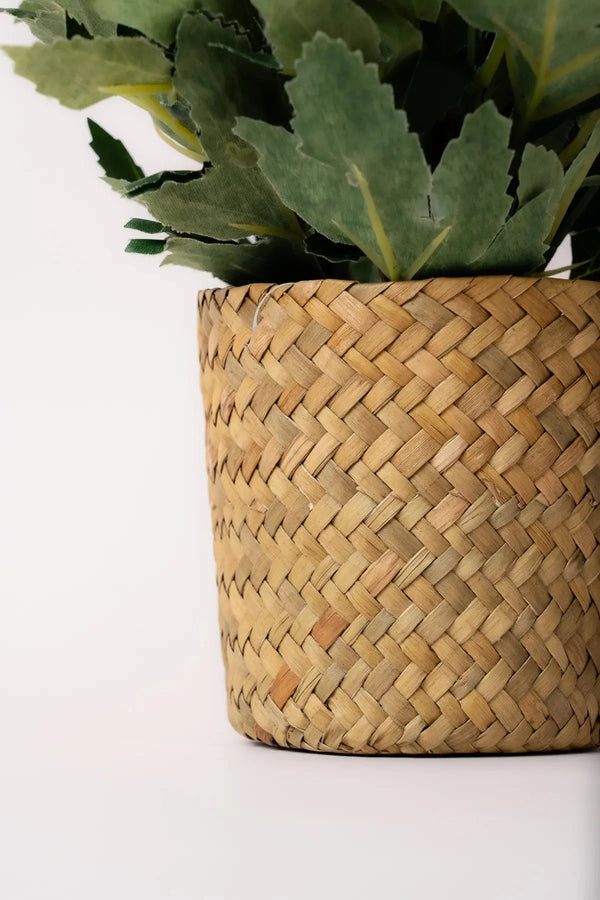 Carraig Donn Dahlia Flower Pot