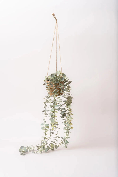 Eucalyptus Hanging Plant Basket