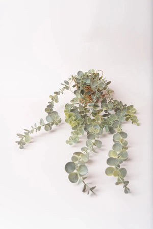 Carraig Donn Eucalyptus Hanging Plant Basket