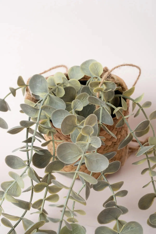 Carraig Donn Eucalyptus Hanging Plant Basket