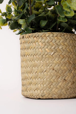 Carraig Donn Eucalyptus Plant Basket