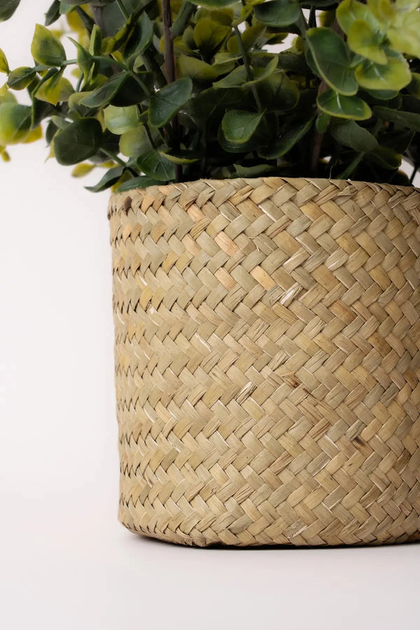 Carraig Donn Eucalyptus Plant Basket