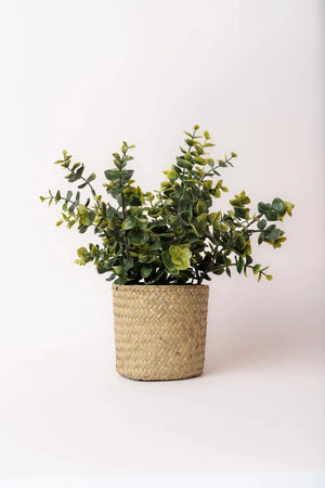 Carraig Donn Eucalyptus Plant Basket