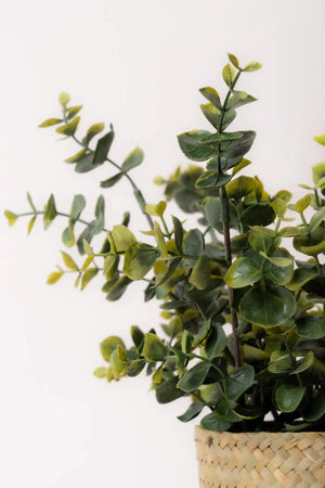 Carraig Donn Eucalyptus Plant Basket