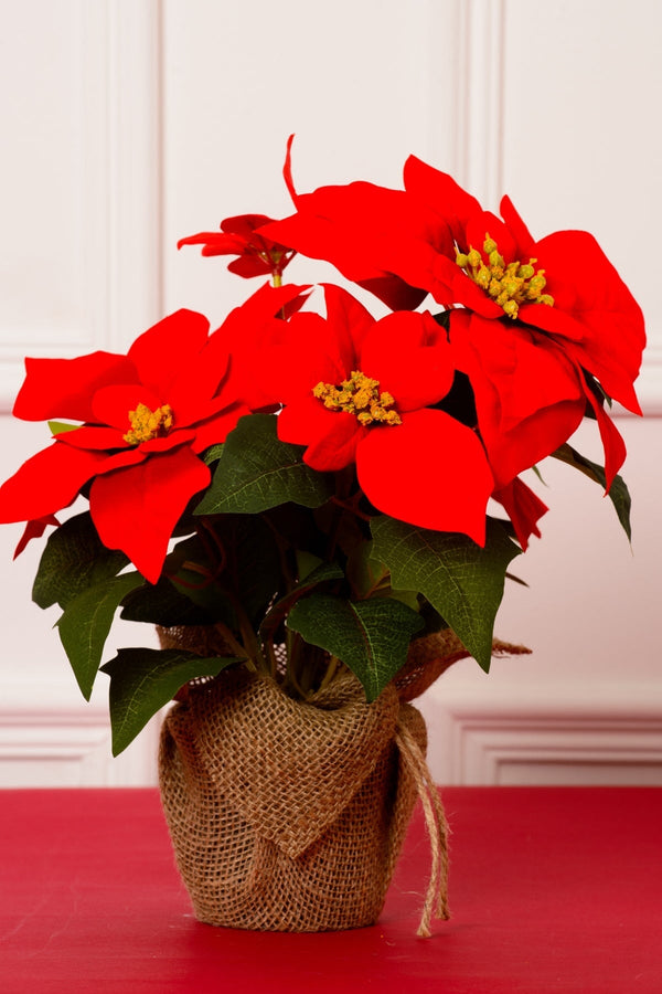 Carraig Donn Large Christmas Red Ponsettia