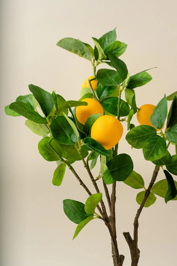 Carraig Donn Lemon Tree 50 Cm