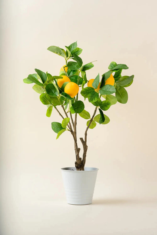 Lemon Tree 50 cm