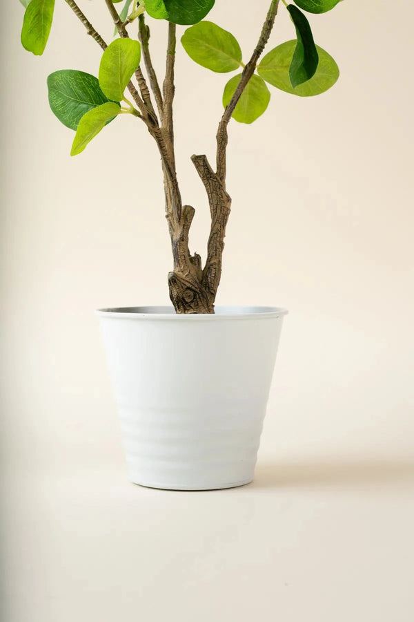 Carraig Donn Lemon Tree 50 Cm