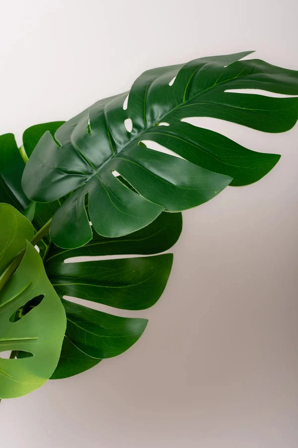 Carraig Donn Monstera Plant