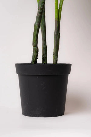 Carraig Donn Monstera Plant