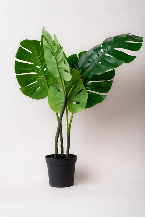 Monstera Plant