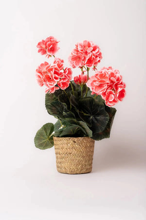 Carraig Donn Pink Geranium