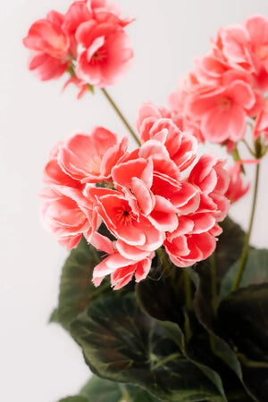 Carraig Donn Pink Geranium