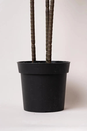 Carraig Donn Spider Plant