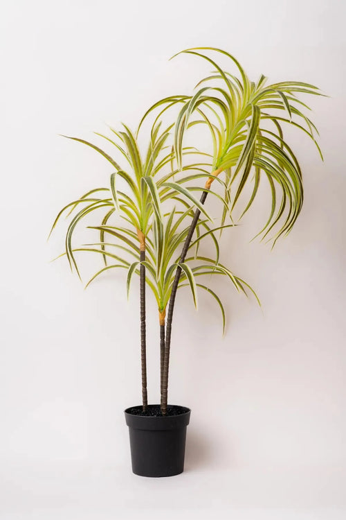 Spider Plant