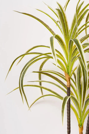 Carraig Donn Spider Plant