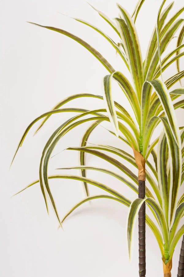 Carraig Donn Spider Plant
