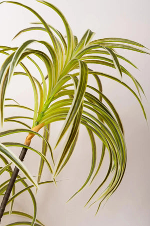 Carraig Donn Spider Plant
