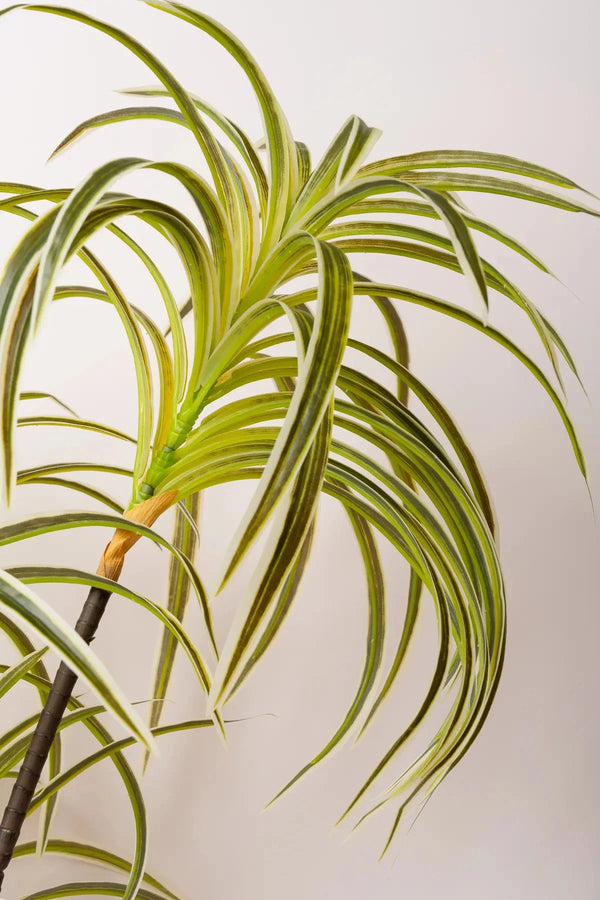 Carraig Donn Spider Plant