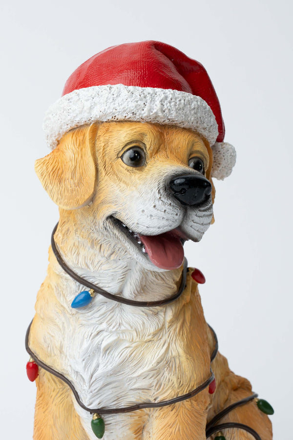 Carraig Donn Puppy With Lights