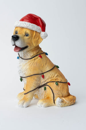 Carraig Donn Puppy With Lights