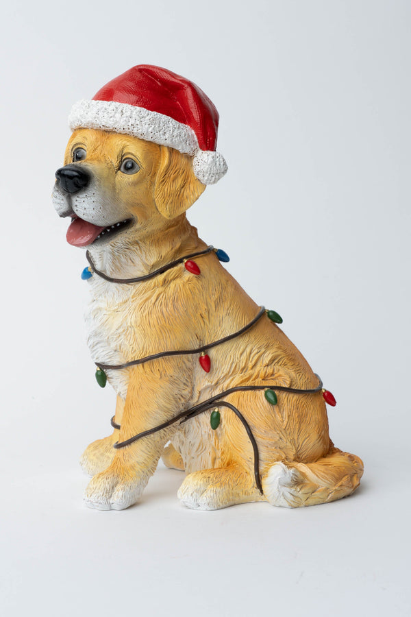 Carraig Donn Puppy With Lights