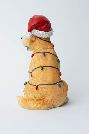 Carraig Donn Puppy With Lights