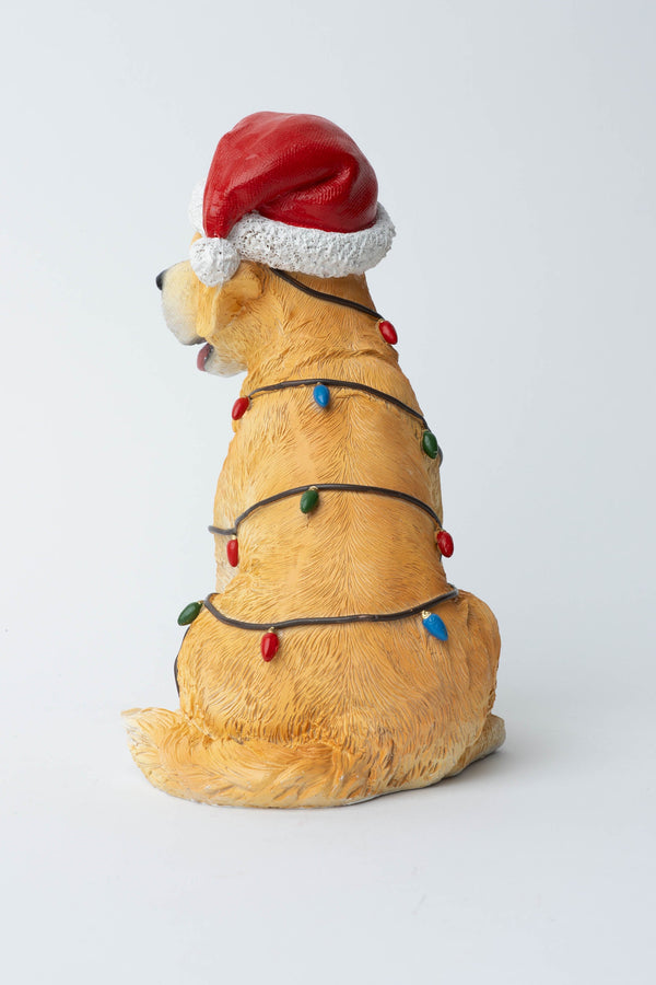 Carraig Donn Puppy With Lights