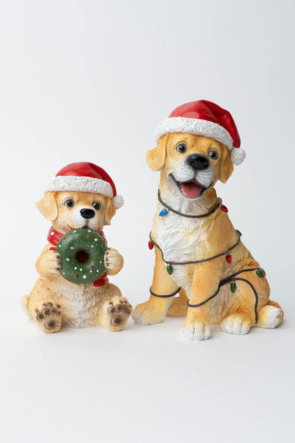Carraig Donn Puppy With Lights