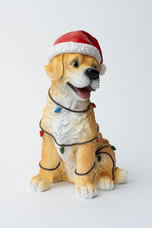Carraig Donn Puppy With Lights