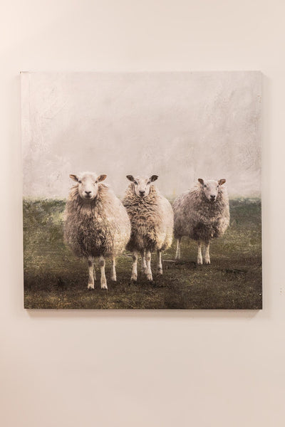 Carraig Donn Sheep Trio Canvas Wall Art