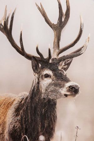 Carraig Donn Stag Canvas Wall Art